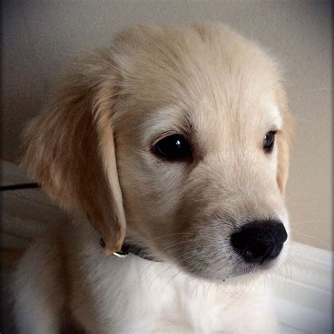 small blonde dog|blonde golden retriever puppies.